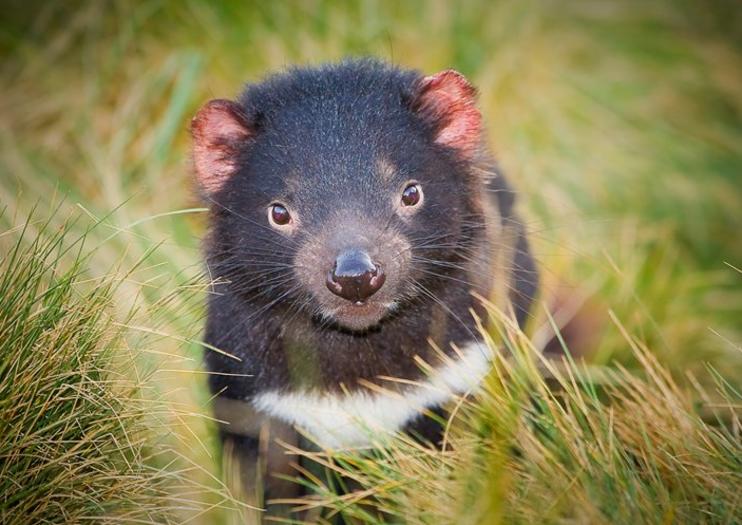 Devils at Cradle Wildlife Park